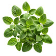 © Usub - Oregano isolated on transparent background