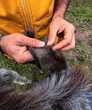 © Sangiao_Photography - Veterinarian examining donkey external ears for parasic care in animal sanctuary