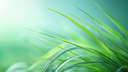 Canvas Print - Scenery abstract background idea. Fresh green grass blades sparkling in soft natural light, evoking tranquility and renewal.