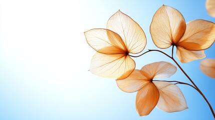 Wall Mural - Delicate orange flowers against a soft blue background, highlighting nature's beauty.