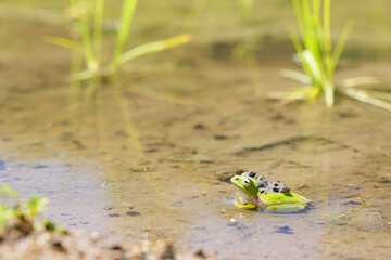 Wall Mural - green Frogs in rice paddy field	
