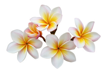 Tropical flowers frangipani isolated on white background, no depth of field, sharp.