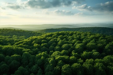 Canvas Print - Forest vegetation outdoors woodland.