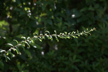 Sticker - つる植物