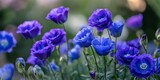 Vibrant blue and dark purple eustoma flowers flourish in the garden and park, creating stunning eustoma decorations that enhance the beauty of the surroundings. A perfect eustoma background for nature