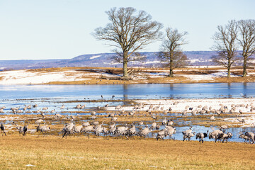 Wall Mural - Migratory cranes by a flooded meadow at springtime