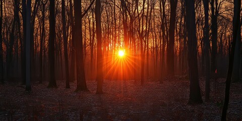 Aufkleber - Sunset illuminating the forest during early spring creates a captivating early spring landscape, showcasing the beauty of nature as day transitions to night in a serene environment.