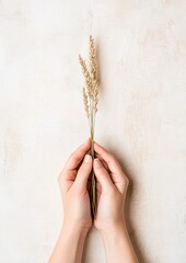 Aufkleber - Hands Gently Holding Wheat Stalks on Textured Background