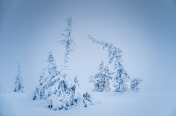 Wall Mural - Snow-covered trees in Riisitunturi National park, Finland