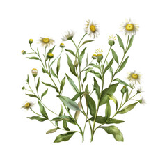 Wall Mural - grass and chamomiles flowers