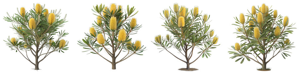 Four Banksia Trees, Yellow Flowers, Isolated on White Background, 3D Render, Plant, Flora, Banksia, 3D rendering, Botany
