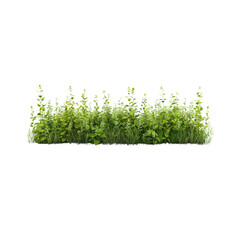 Wall Mural - field with spring wild plants