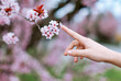 © Cavan Images - A hand gently touching blooming pink flowers on a spring branch