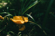 © Cavan Images - Close up of chanterelle among grass and moss in the forest