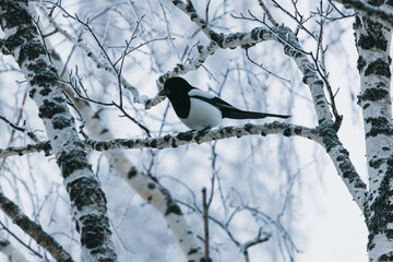 Wall Mural - magpie on a branch