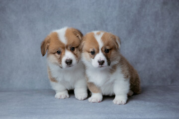 Wall Mural - Two cute baby welsh corgi puppies on a grey background