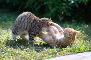 Wall Mural - Two cats playing and playing