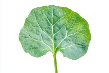 Poster - Fresh green arugula leaf on white background close up