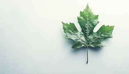 A green oak leaf on a white background