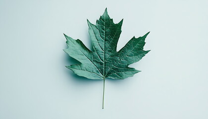 a green oak leaf on a white background