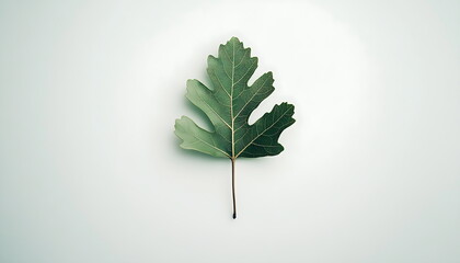 a green oak leaf on a white background