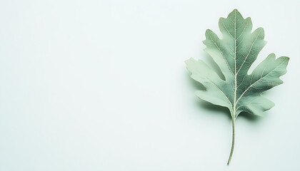 A green oak leaf on a white background