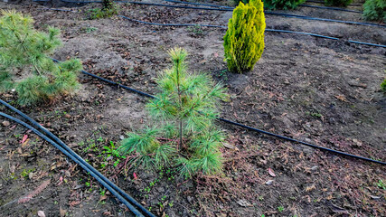 Young pine trees in an irrigated garden symbolize reforestation efforts and sustainable agriculture, emphasizing environmental conservation