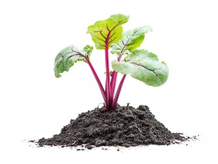 Wall Mural - Young beetroot plant growing in soil, isolated on white background; for agriculture or food websites.