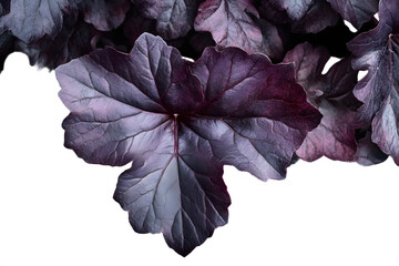 Wall Mural - heuchera 'obsidian' a herbaceous perennial a spring summer foliage plant with purple black leaves co