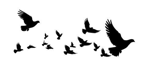 Wall Mural - flock of the pigeons isolated on transparent background, png file