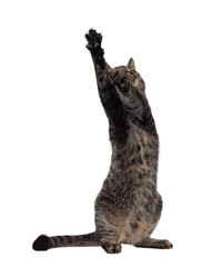 Wall Mural - Classic tabby house cat, sitting on hind paws. Front paws high up reaching in DAP pose. Looking up and away from camera. Isolated cutout on a transparent background.