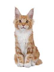 Poster - Adorable red with white Maine Coon cat, sitting up facing front. Looking straight to camera with sweet expression. Isolated cutout on a transparent background.