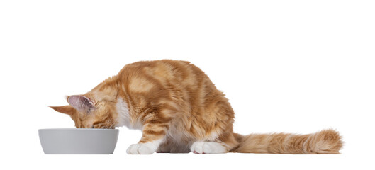 Poster - Adorable red with white Maine Coon cat, laying down beside grey food bowl. Head in bowl eating. Isolated cutout on a transparent background.