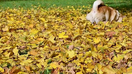 Wall Mural - corgi on a walk in an autumn park