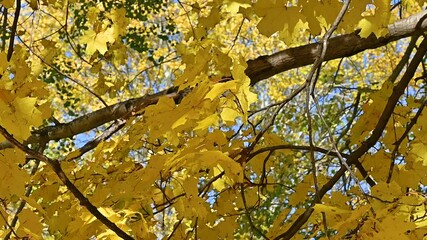 Poster - autumn landscape with maple  leaves