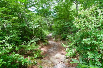 Poster - Scenery of trekking paths in Shiga Kogen in summer