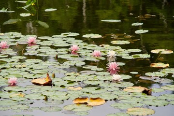 Poster - Lotus leaves and flowers on the surface of water