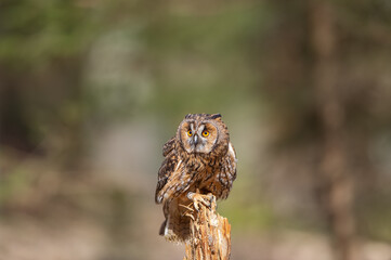 Poster - Long-eared owl standing on tree with blured forest in the background. Asio otus