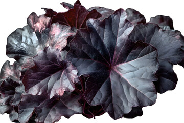 Wall Mural - heuchera 'obsidian' a herbaceous perennial a spring summer foliage plant with purple black leaves co