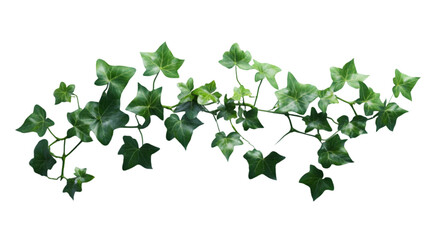 Fototapete - ivy vine png