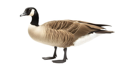 canadian goose png