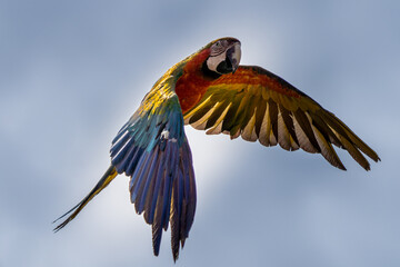Wall Mural - flying beautifully coloured parrot ara (ara ararauna) costa rica.