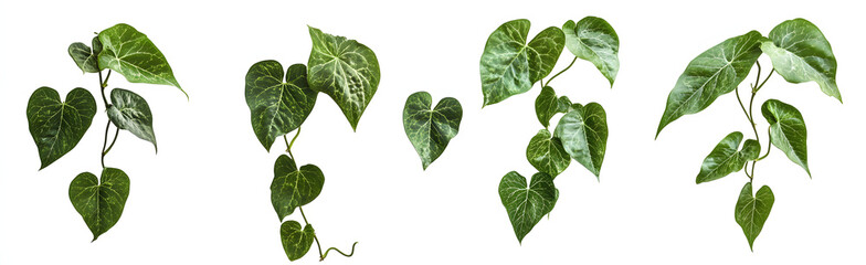 Wall Mural - Set of green leaves from Javanese treebine or grape ivy (Cissus spp.), a jungle vine and hanging ivy plant bush foliage, isolated on a white background with a clipping path.