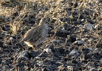 Grey Partridge (Perdix perdix) on a field on eastern Oland, Sweden.