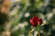 © Austockphoto - Vibrant red rosebud in garden, soft-focus greenery, warm sunlight with copy space