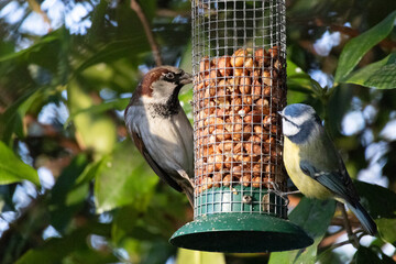 Wall Mural - Great Tit small bird and sparrow hanging on the bird feeder cage, eating seeds.