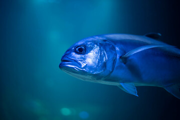 Wall Mural - Caranx underwater in an aquarium. Caranx close-up. 