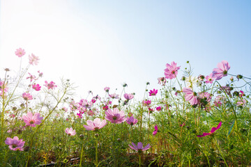 Wall Mural - pink cosmos flowers full blooming in summer garden,field of cosmos flower on blue sky background.