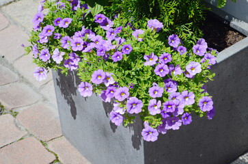 Wall Mural - calibrachoa parviflora seaside petunia starlight blue flowers in bloom, bright color flowering ornam