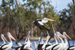 © Austockphoto - Pelicans on riverfront